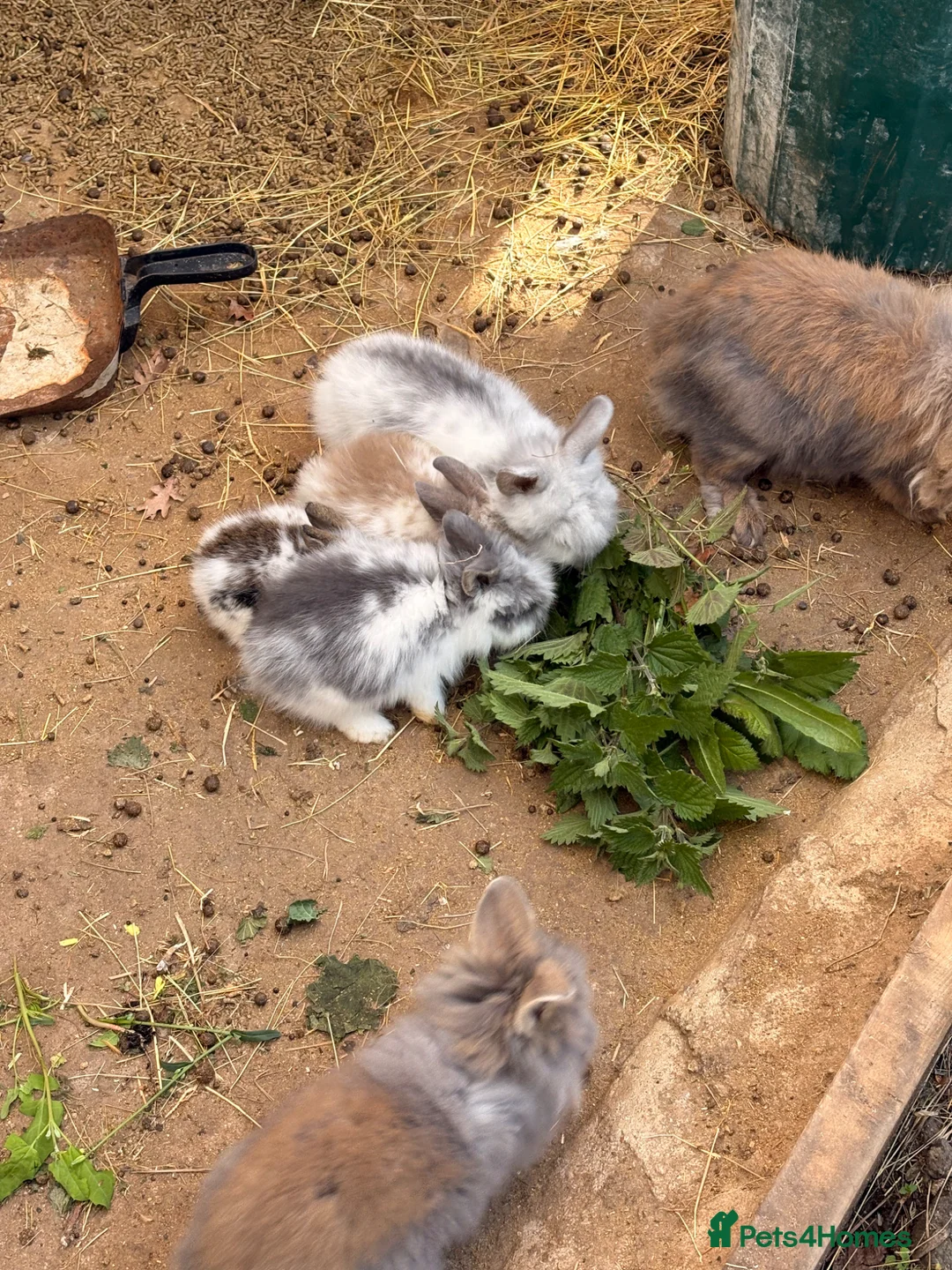 Lionhead rabbits for sale: Baby lion head rabbit for sale in Hornchurch - Advert 5