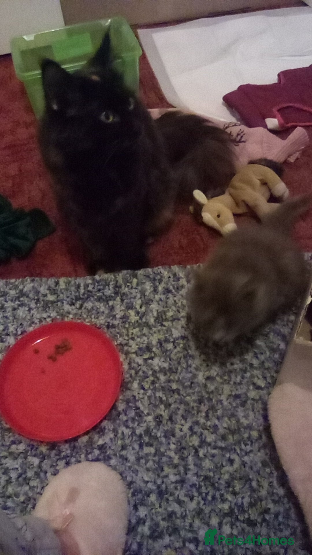 Maine Coon cats for sale: Maine coon kitten - Image 9