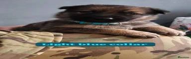 Light blue collar 