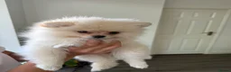 Pomeranian dogs for sale: ❤️Stunning Teddy  Bear Pomeranian girls ❤️ - Advert 16
