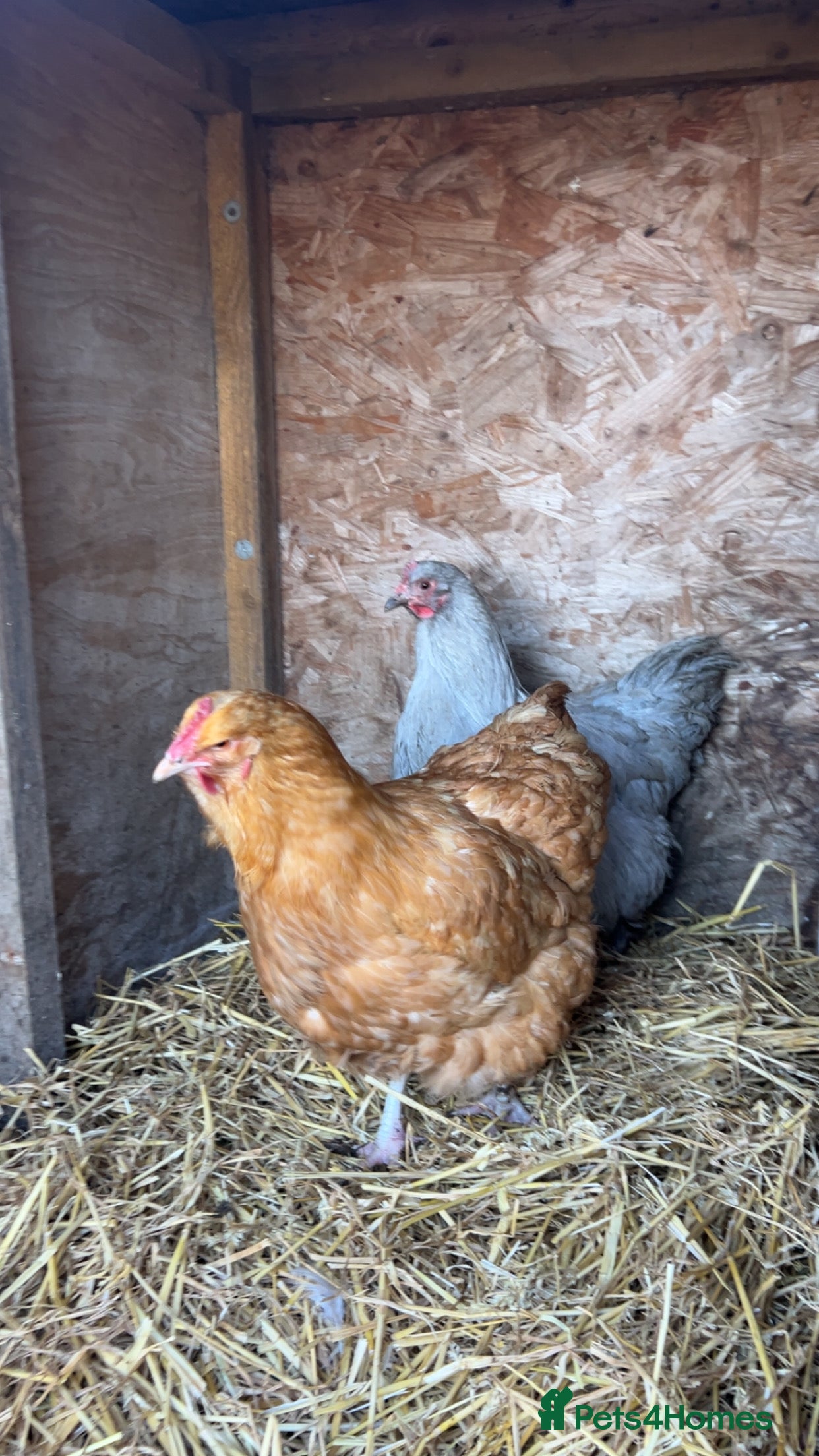 Chickens poultry buff orpington Hens  in Stanley - Advert 1