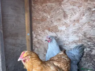 Chickens poultry buff orpington Hens in Stanley - Advert 1