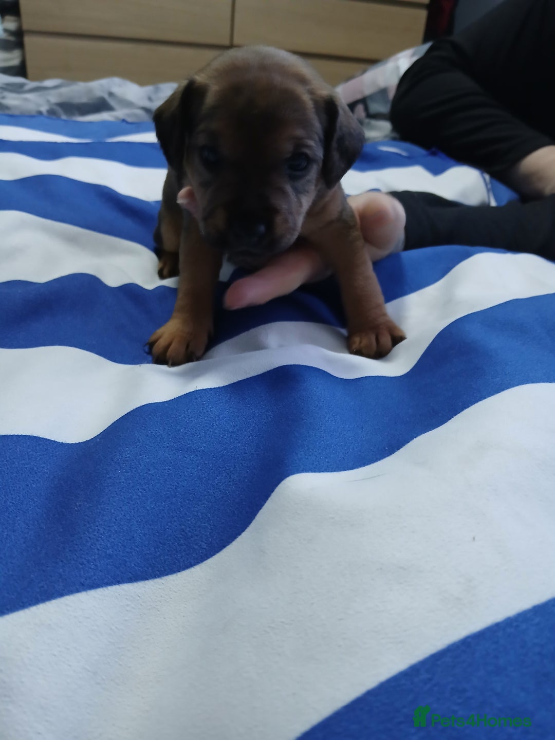 Patterdale Terrier dogs for sale: Puppies  - Advert 3