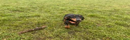 Miniature Dachshund dogs for sale: Kennel Club Reg Female 18 months - Advert 2