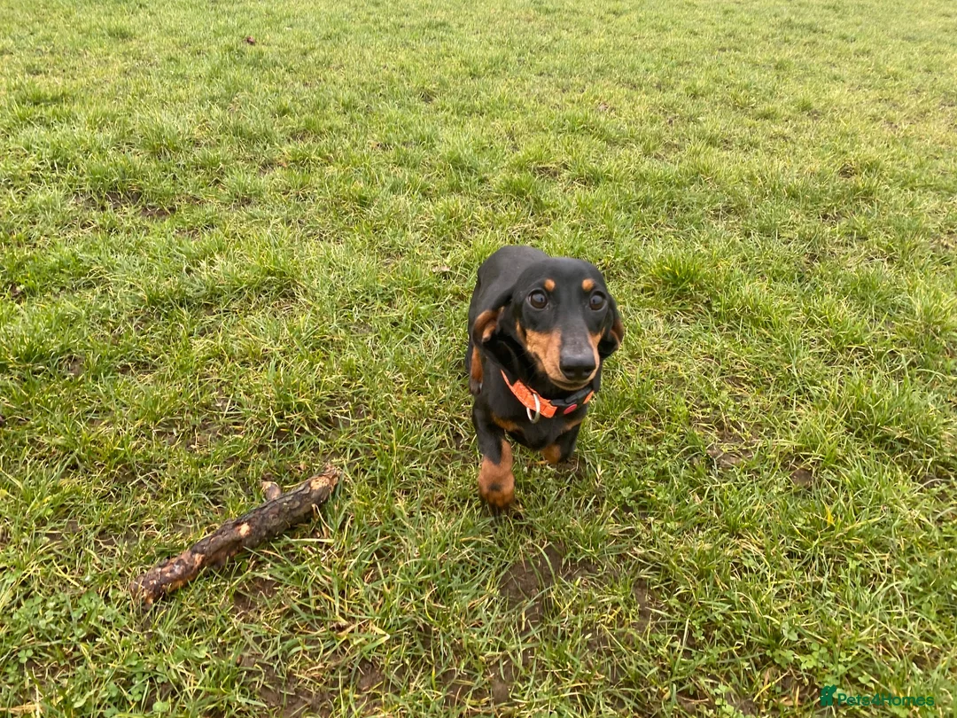 Miniature Dachshund dogs for sale: Kennel Club Reg Female 18 months - Advert 2