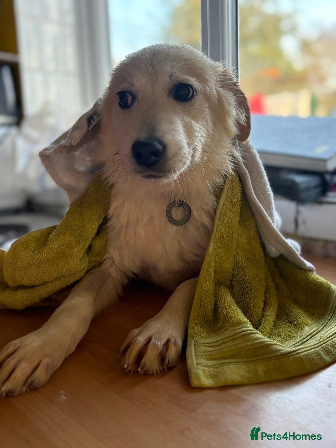 Mixed Breed dogs for adoption: Wren - Costessey Norwich  - Advert 11