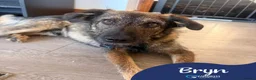 Mixed Breed dogs for adoption: Meet Bryn, currently residing in Essex  in Romford - Advert 1