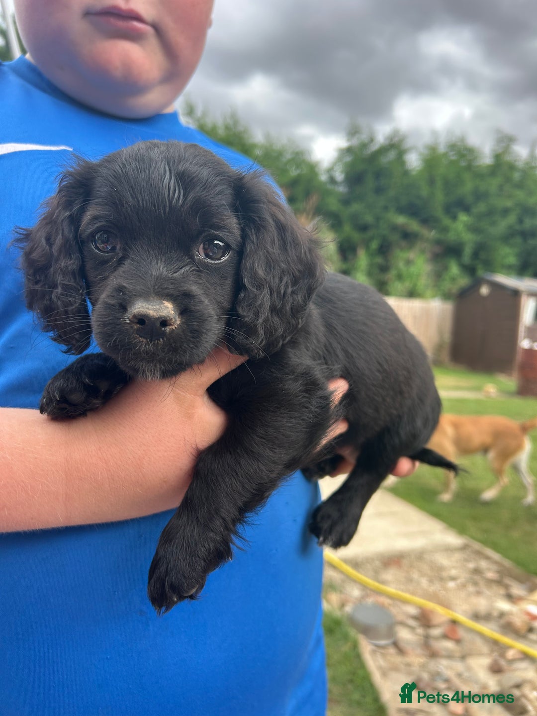 Mixed Breed dogs for sale: Jackapoo spaniel cross - hound puppies  - Image 22