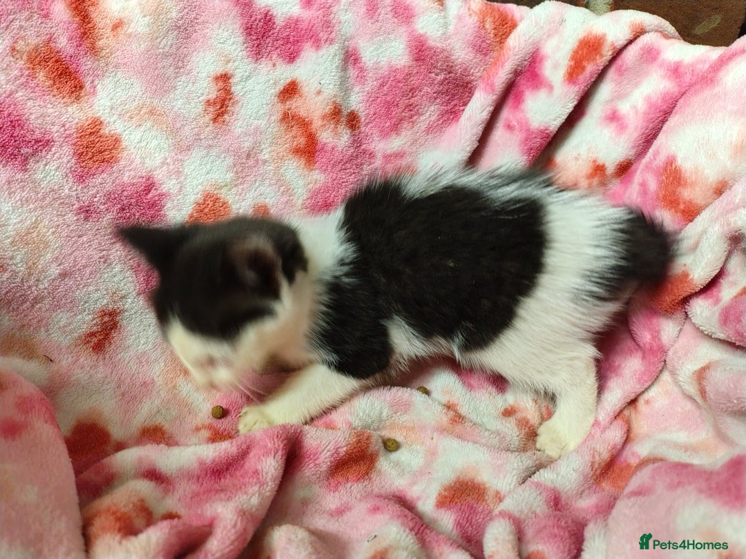 Mixed Breed cats for sale: Black and white kittens - Image 6