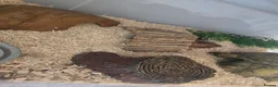 Snake reptiles for sale: Spotted Python, Hognose, 2x Corn in Greenhithe - Advert 3