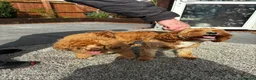 Cavapoo dogs for sale: Beautiful Cavapoo Girl in Morpeth - Advert 6