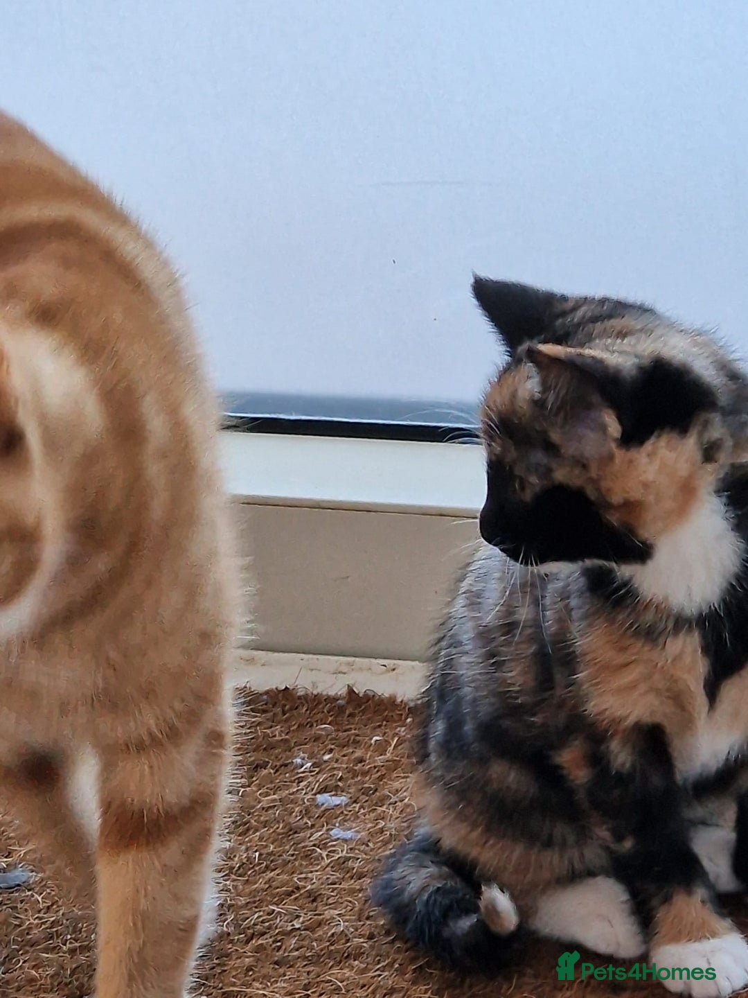 Mixed Breed cats for sale: Very special tortie and white girl - Advert 7