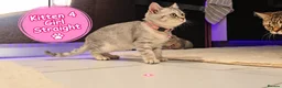Scottish Fold cats for sale: 🐾 Beautiful Scottish Fold & Scottish Straight🐾 - Advert 10