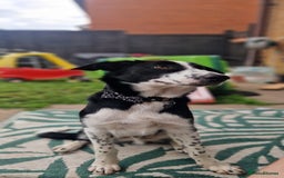 Border Collie dogs for sale: 7 Month Old Border Collie - Image 6