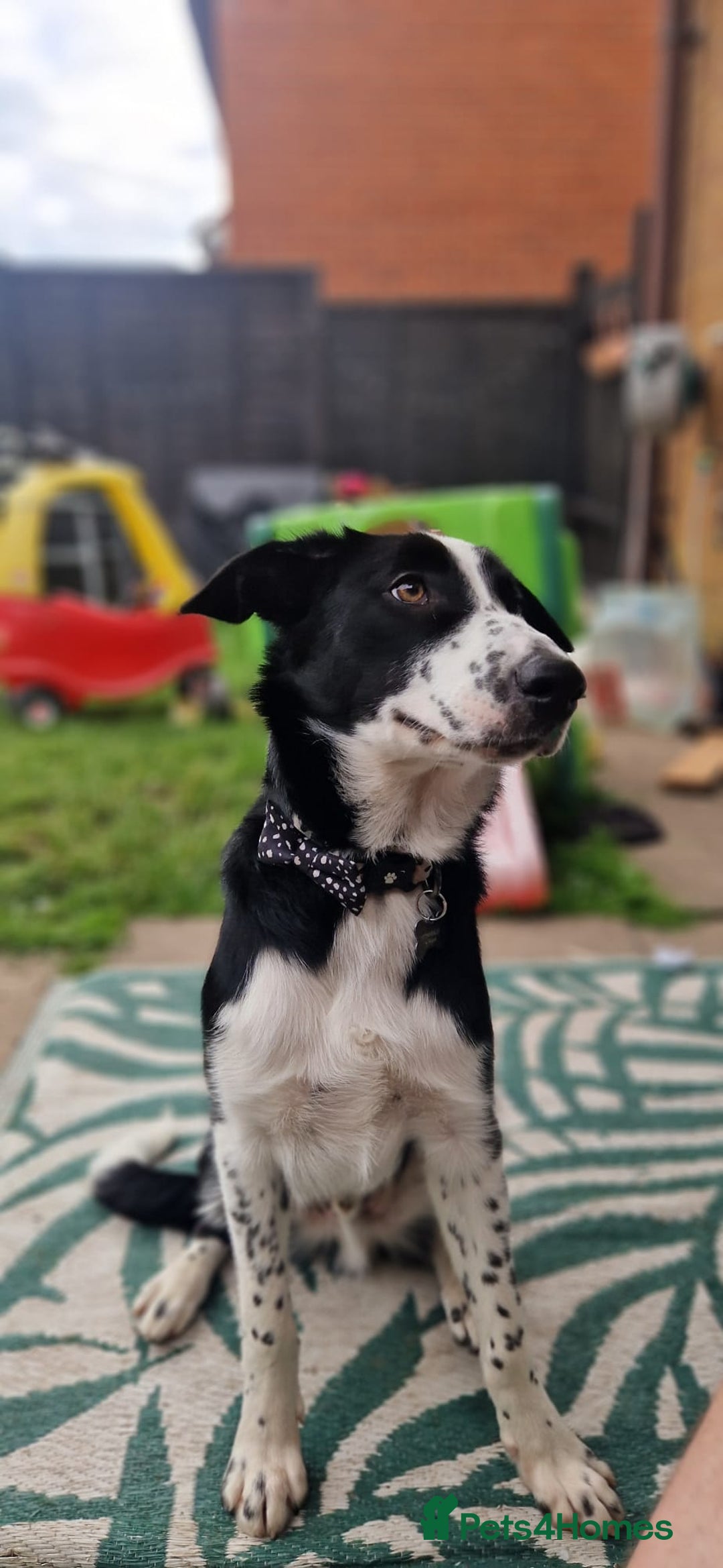 Border Collie dogs for sale: 7 Month Old Border Collie - Image 6