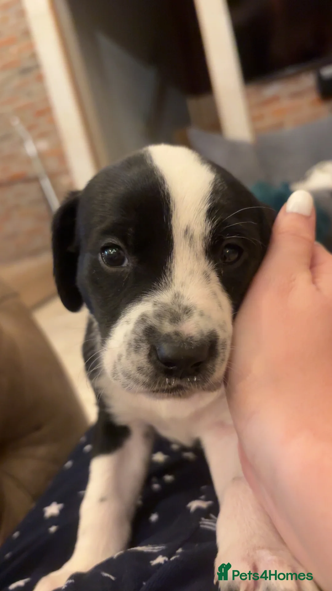 Mixed Breed dogs for sale: Dalmatian x Labrador puppies  - Advert 1