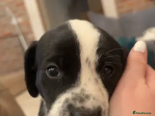 Mixed Breed dogs Dalmatian x Labrador puppies - Advert 1