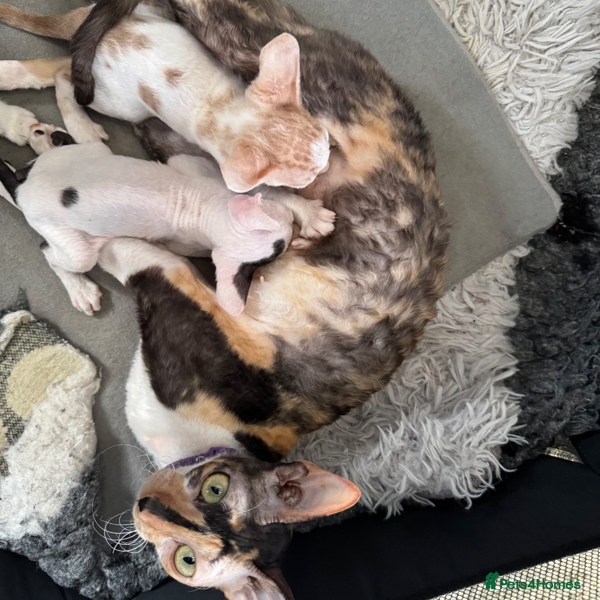 Cornish Rex cats for sale: Beautiful Cornish Rex kittens - Advert 2