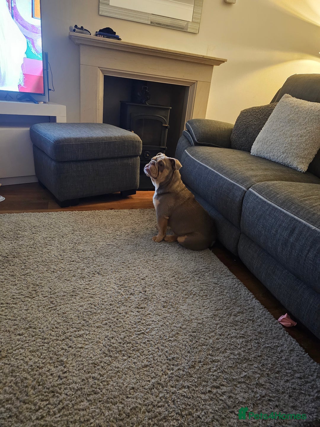 English Bulldog dogs for sale: Lilac and tan english bulldog  - Image 15