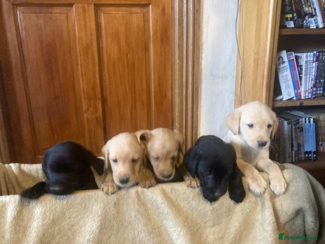Labrador Retriever dogs for sale: Beautiful Black/yellow/foxred puppies! - Image 11
