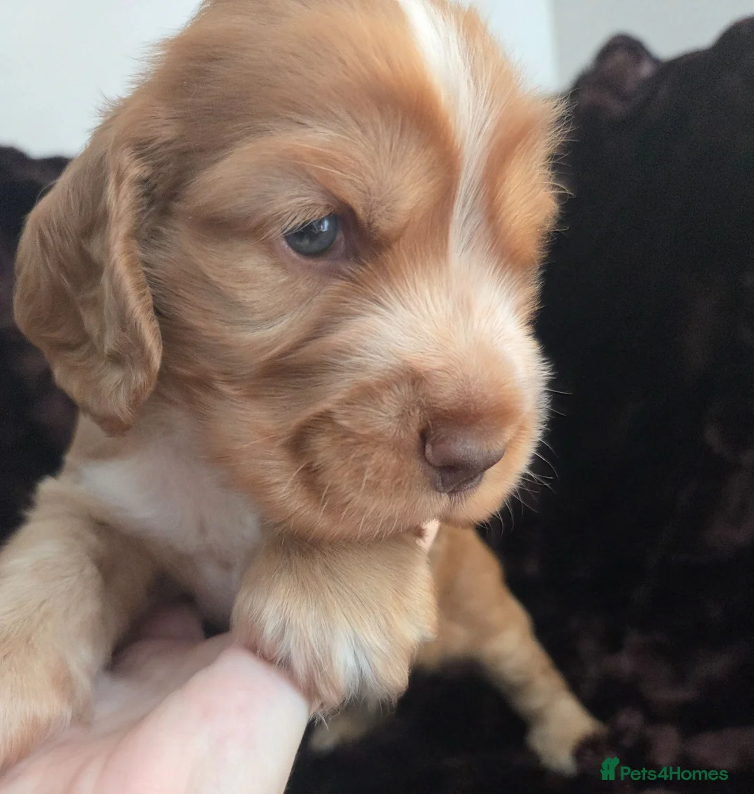 Cocker Spaniel dogs for sale: RKC SHOW COCKER SPANIEL PUPPIES EXTENSIVELY HEALTH - Advert 2