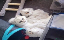 Persian cats for sale: Quality pure bred white tipped kittens - Image 10