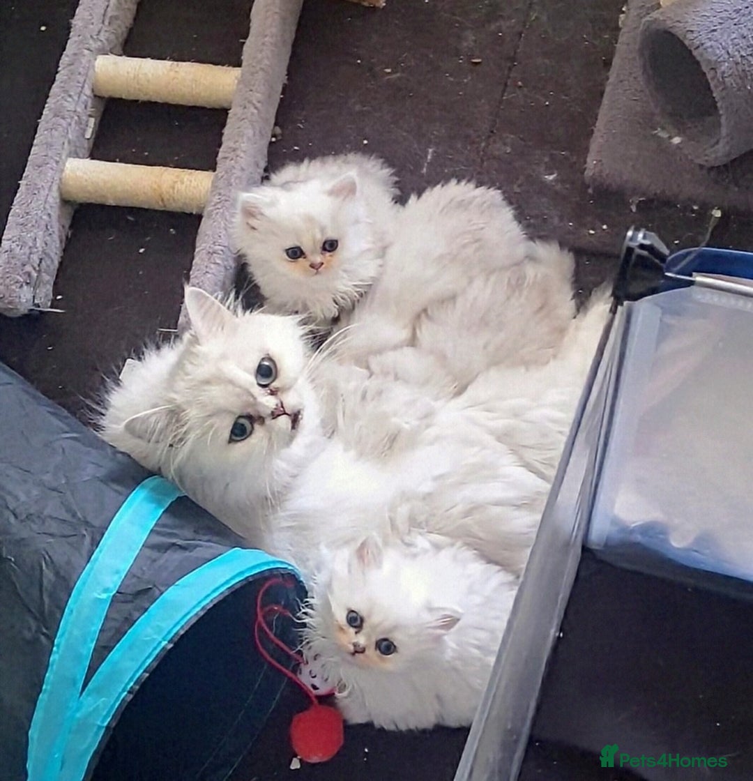 Persian cats for sale: Quality pure bred white tipped kittens - Image 10