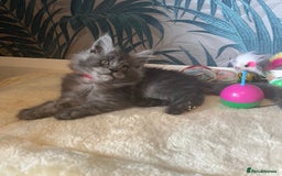 Maine Coon cats for sale: Stunning Maincoon kittens - Image 24