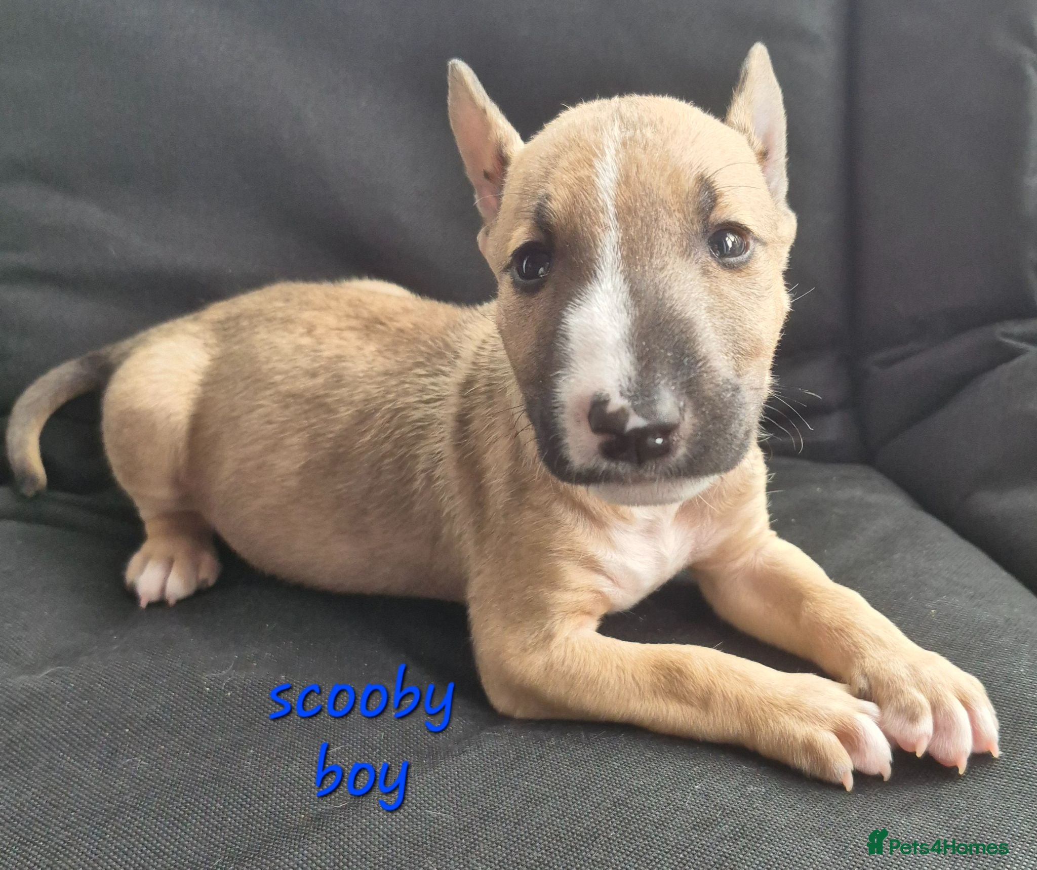English Bull Terrier dogs English Bull pups- 1boy left- 11 weeks - Advert 4