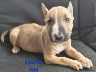 English Bull Terrier dogs English Bull pups- 1boy left- 11 weeks - Advert 4