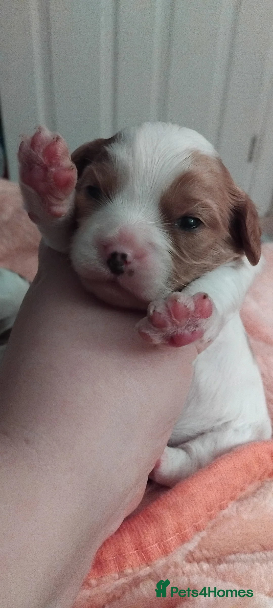 Cavalier King Charles Spaniel dogs for sale: King charles cavalier puppies - Advert 17