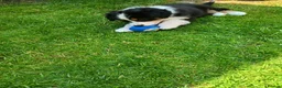 Australian Shepherd dogs for sale: The last beautiful female Australian Shepherd in Poole - Advert 32