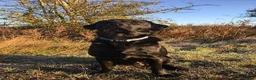 Labrador Retriever dogs for stud: Five Gen Pedigree Labrador for Stud - Advert 1