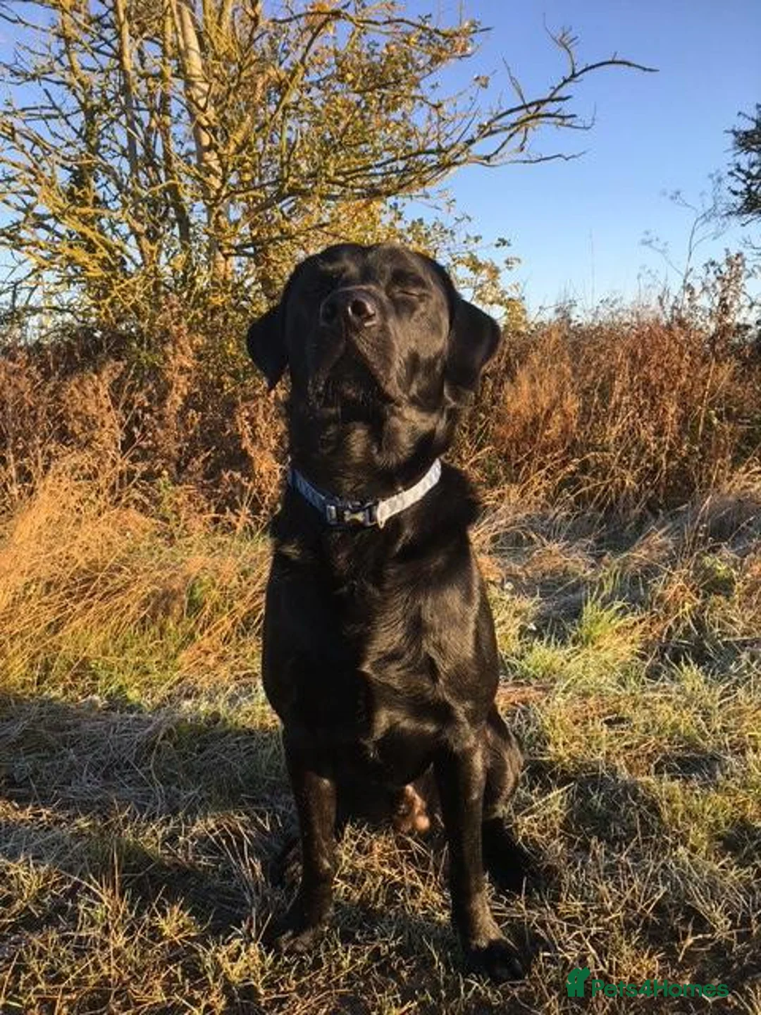Labrador Retriever dogs for stud: Five Gen Pedigree Labrador for Stud - Advert 1