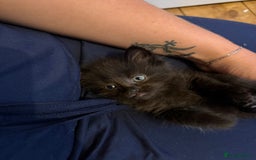 Mixed Breed cats for sale: Mixed breed kittens  - Image 12