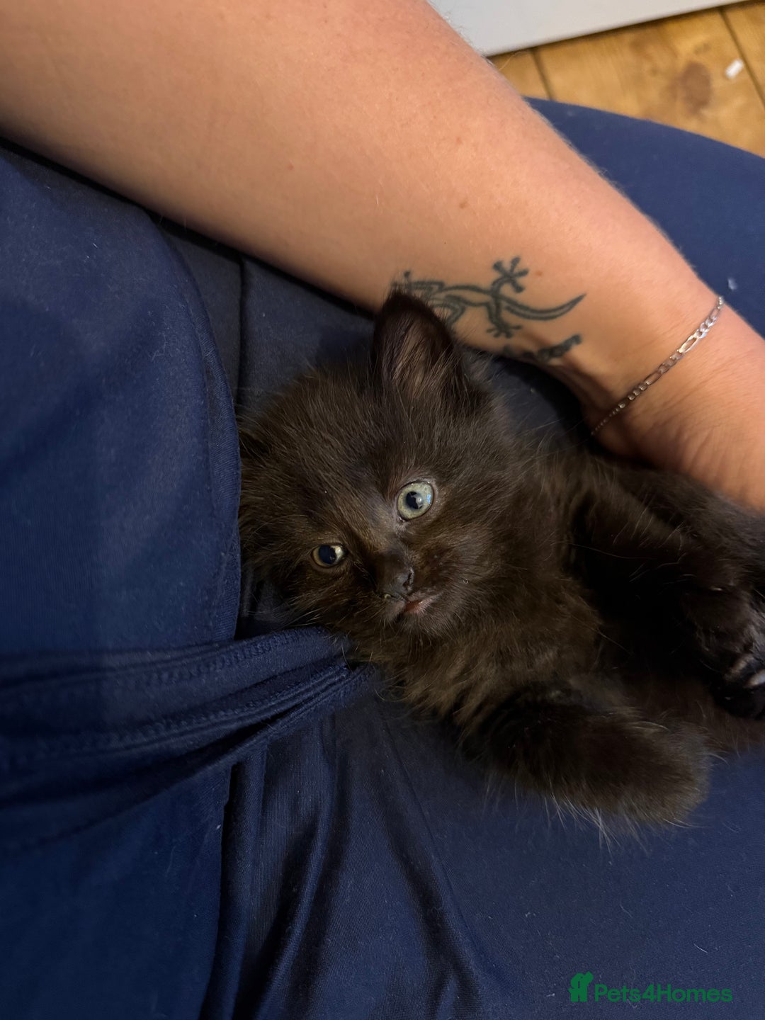 Mixed Breed cats for sale: Mixed breed kittens  - Image 12