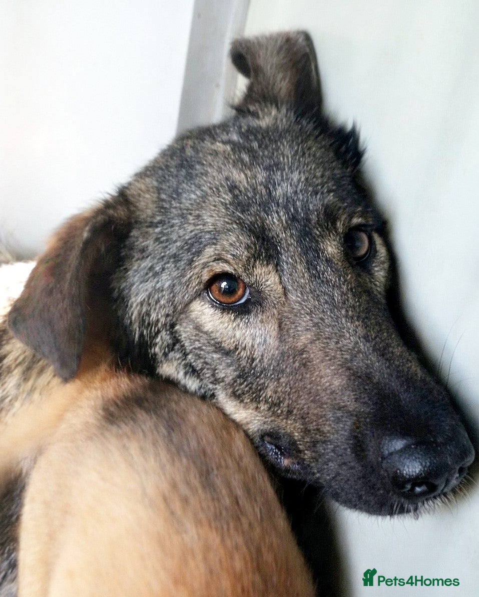 Mixed Breed dogs Misha 🌸 A Mother’s Heart Ready for Peace - Advert 8