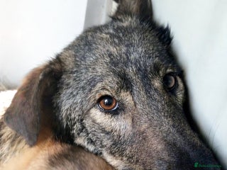 Mixed Breed dogs Misha 🌸 A Mother’s Heart Ready for Peace - Advert 8