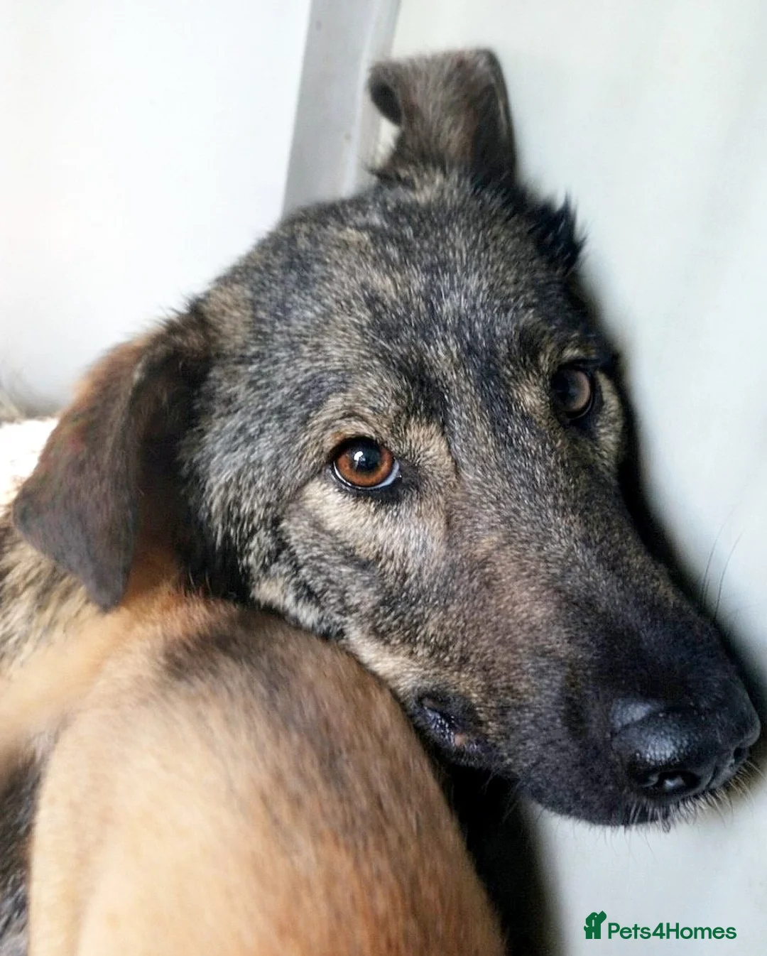 Mixed Breed dogs for adoption: Misha 🌸 A Mother’s Heart Ready for Peace - Advert 2