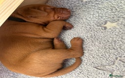 Hungarian Vizsla dogs for sale: KC registered Hungarian Vizsla puppies for end Aug - Image 11