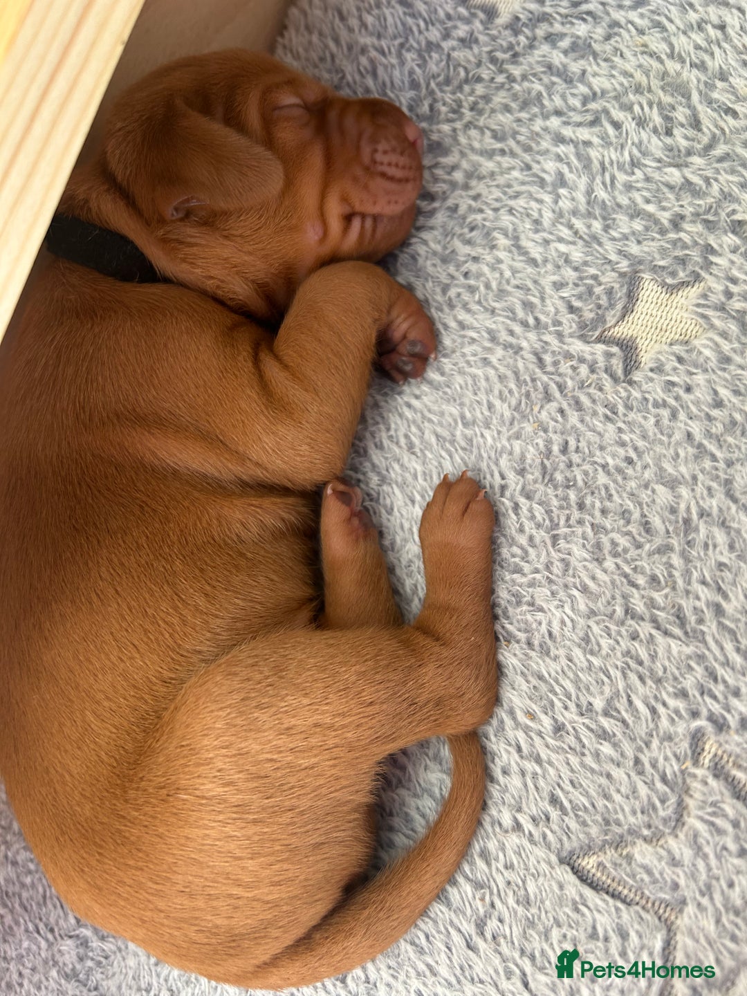 Hungarian Vizsla dogs for sale: KC registered Hungarian Vizsla puppies for end Aug - Image 11