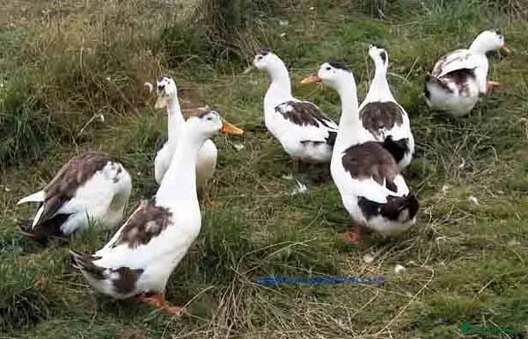 Ducks poultry for sale: Khaki Campbell , Magpie ducks  - Advert 4