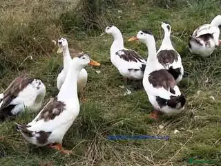 Ducks poultry Khaki Campbell , Magpie ducks - Advert 4