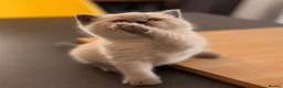 British Shorthair cats for sale: GCCF BRITISH SHORTHAIR KITTENS - Advert 11
