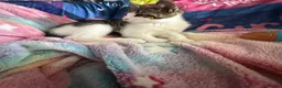 Mixed Breed cats for sale: 13 week old female half bengal kitten  in Sutton Coldfield - Advert 2