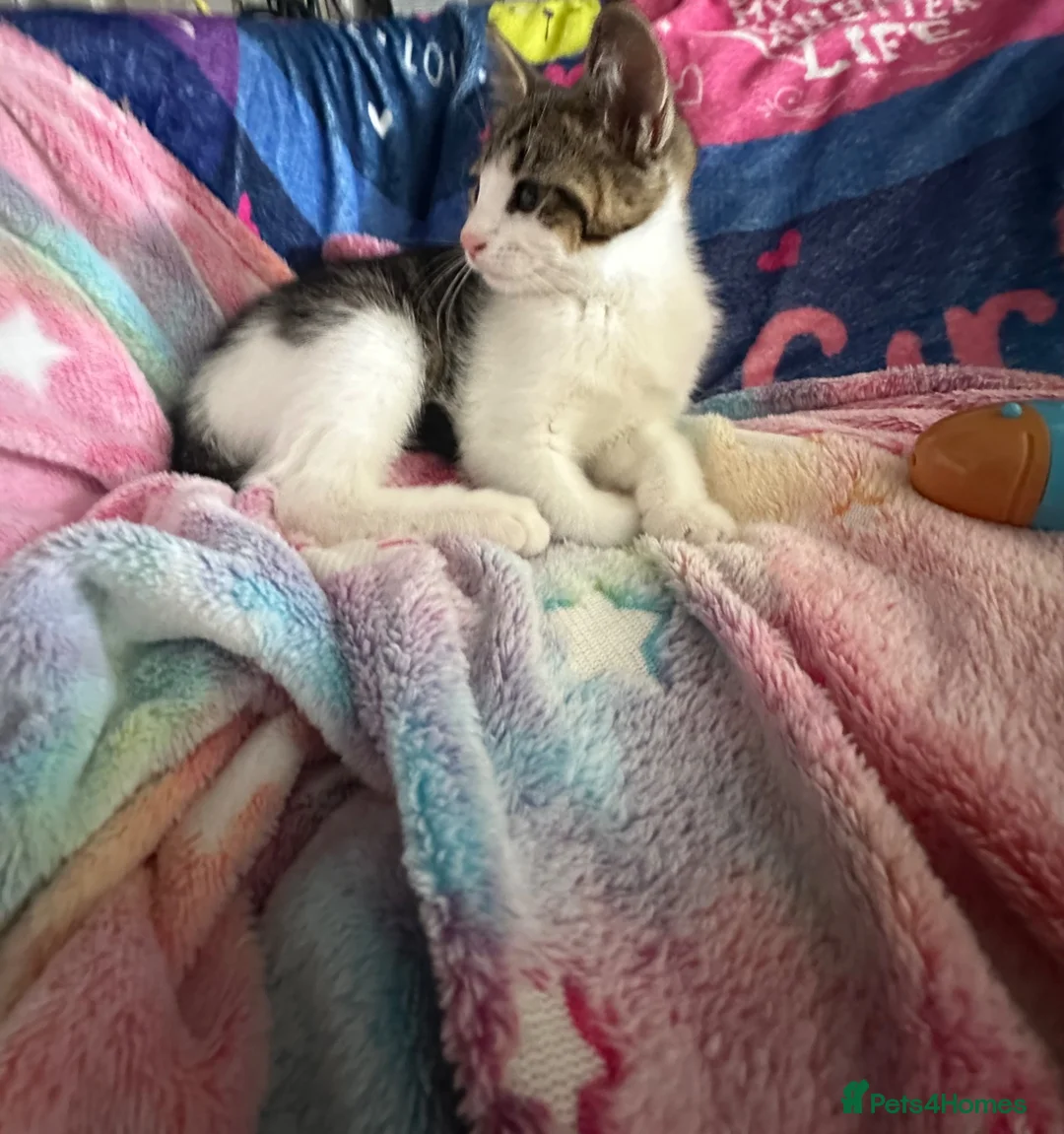 Mixed Breed cats for sale: 13 week old female half bengal kitten  in Sutton Coldfield - Advert 2