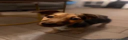Jack Russell dogs for sale: Wenlock Jack Russell miniature  in Southampton - Advert 9