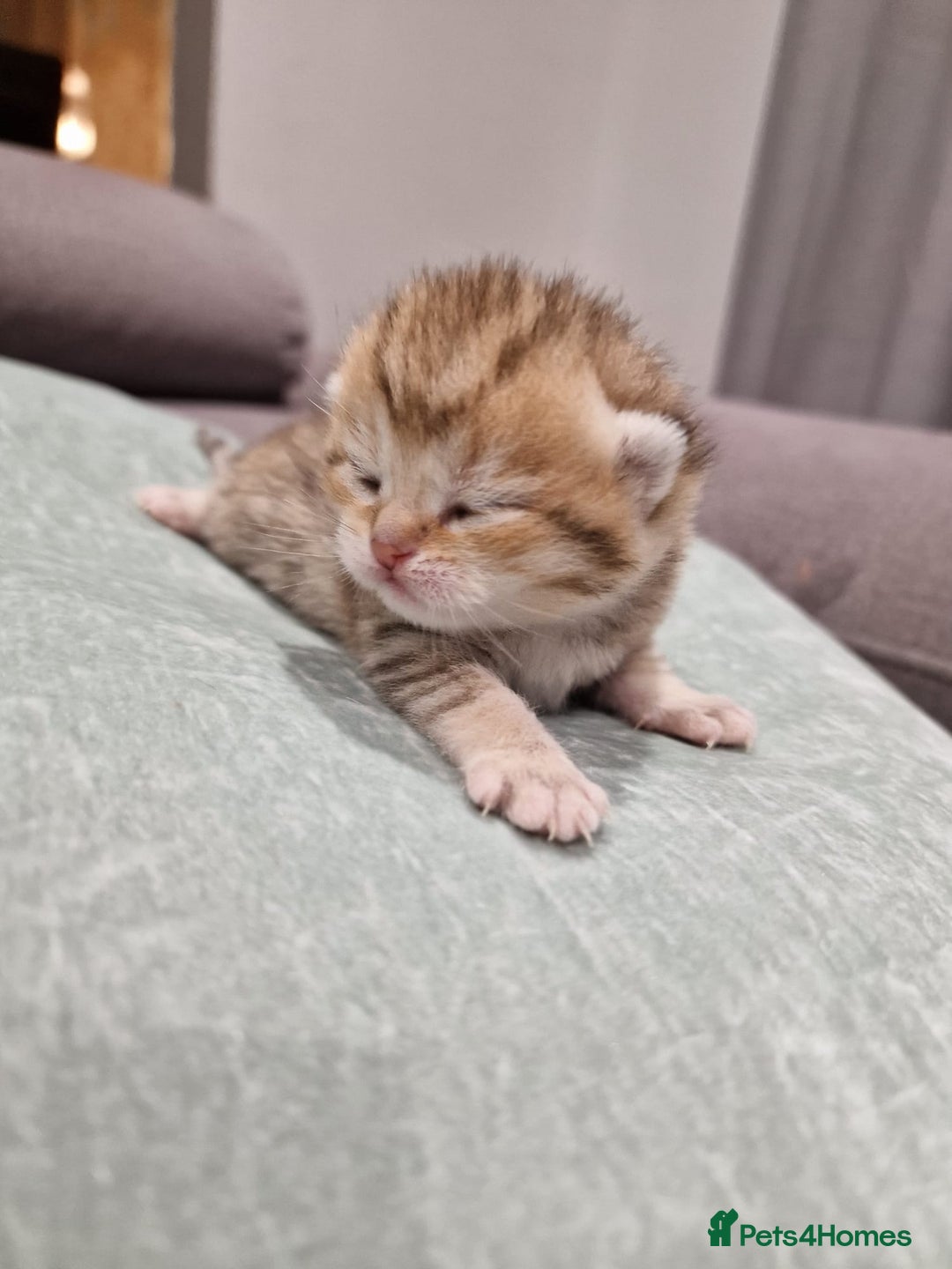 British Shorthair cats for sale: GCCF High Quality Chubby BritishShorthair Kittens. - Image 3