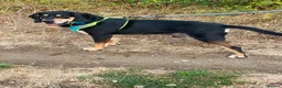 Mixed Breed dogs for adoption: Bruno - Jura Hound for adoption - Advert 1
