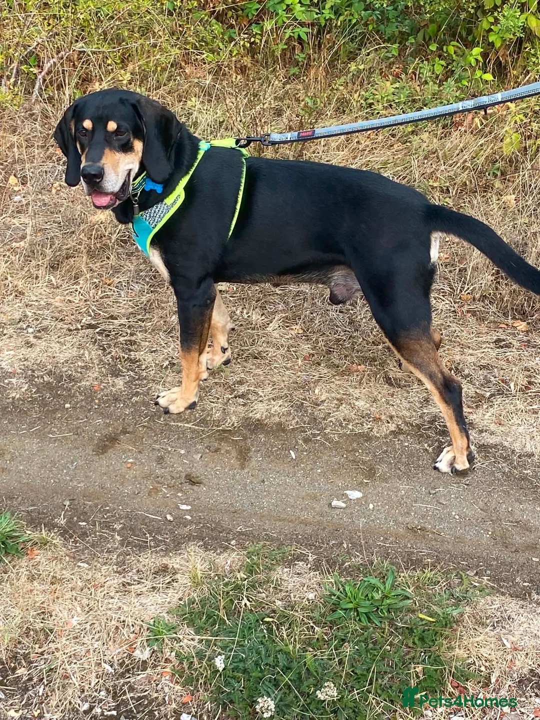 Mixed Breed dogs for adoption: Bruno - Jura Hound for adoption - Advert 1